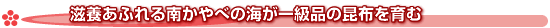 滋養あふれる南かやべの海